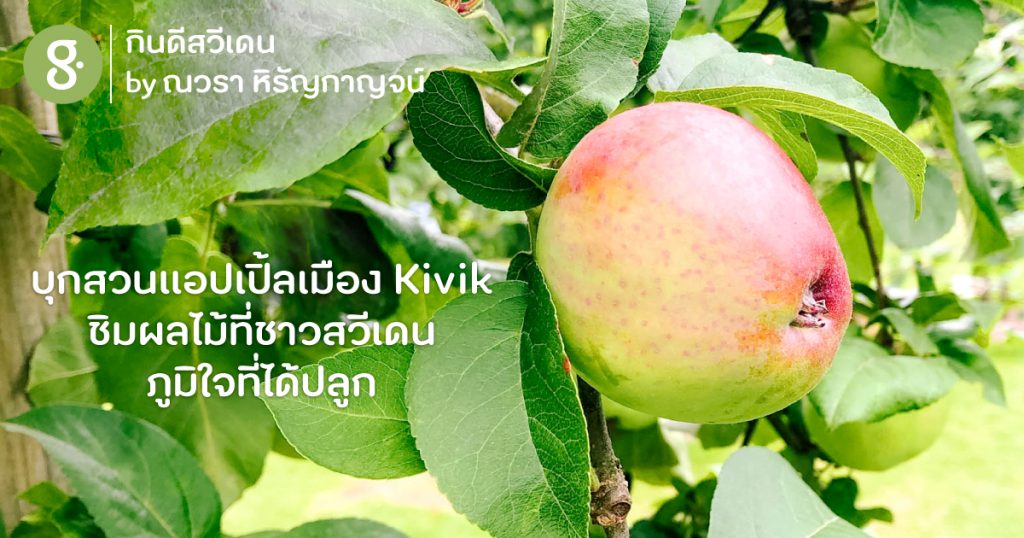 บุกสวนแอปเปิ้ลเมือง Kivik ชิมผลไม้ที่ชาวสวีเดนภูมิใจที่ได้ปลูก
