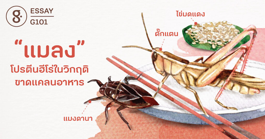 “แมลง” โปรตีนฮีโร่ในวิกฤติขาดแคลนอาหาร